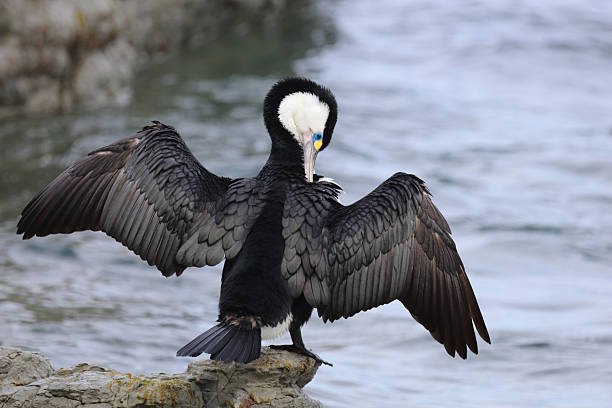 istock Elsterscharbe / Australian pied cormorant / Phalacrocorax varius 2209239386