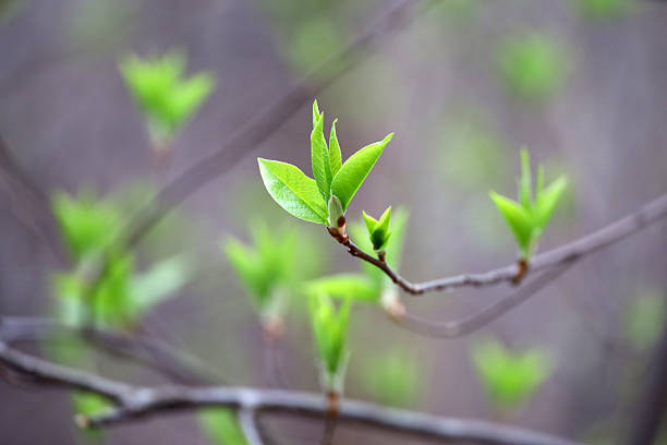 istock Spring season, young green leaves on a tree branch 2209240562