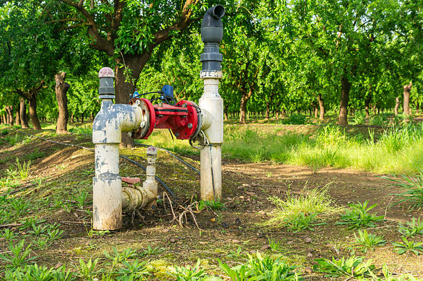Water and Technology: Close-Up of Drip Irrigation in Almond Cultivation.