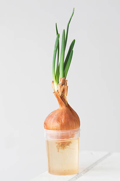 istock Sprouting onion placed in a plastic cup with water, green shoots growing upward, concept of gardening and sustainable living on white background, vertical 2209242635
