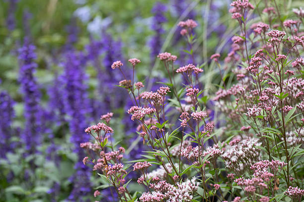 istock Summer Concept, Colorful flower meadows in the park 2209242846