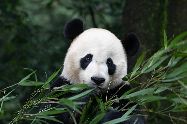 istock Female Panda Returned from USA, Bei Bei 2209242886