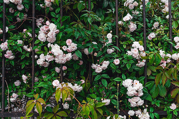 istock Luxurious background of many small pink bush roses. 2209243893