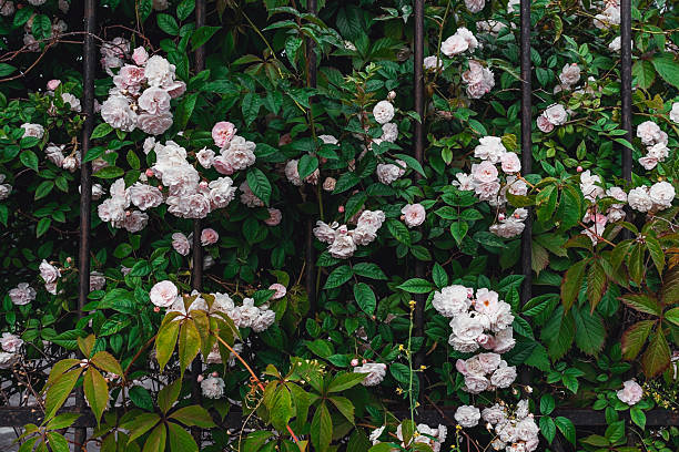 istock Luxurious background of many small pink bush roses. 2209243989