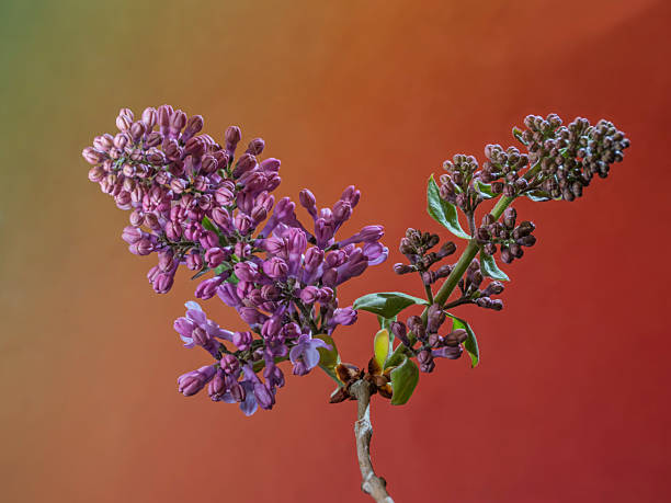 Close-up of a common lilac (Syringa vulgaris) flower. Focus stacking technique with multiple photographs.
