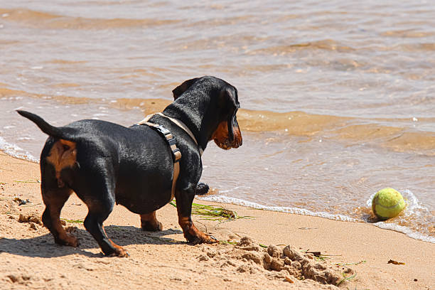 A dachshund playing on the beach