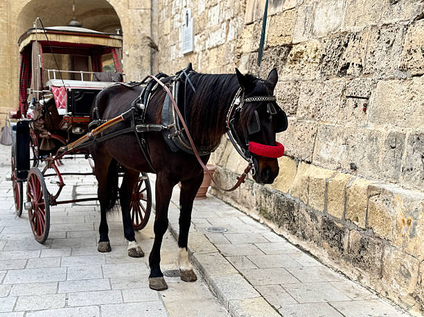 istock Mdina, horse waiting 2209245935