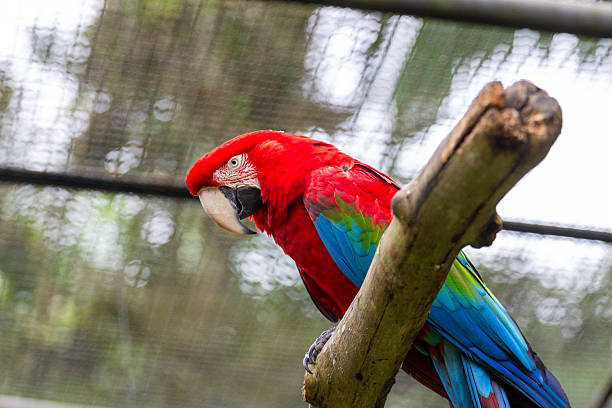 istock Red-and-green Macaw (Ara chloropterus) on Branch 2209246154