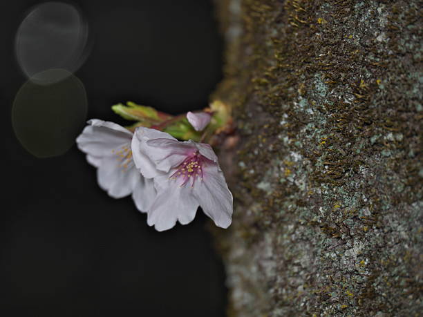 istock Sprout or shoot of Cherry blossoms in full bloom at night 2209248184