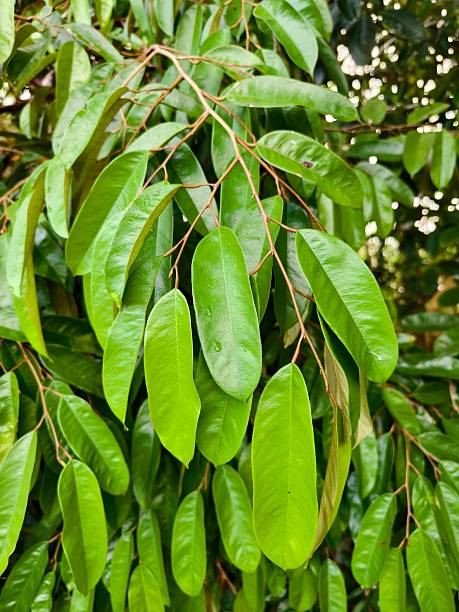istock durian leaf (Durio zibethinus) in tropical nature borneo 2209250182