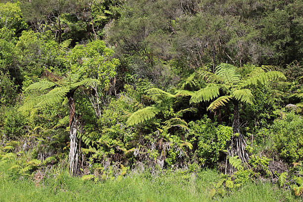 Neuseeland Landschaft / New Zealand Landscape