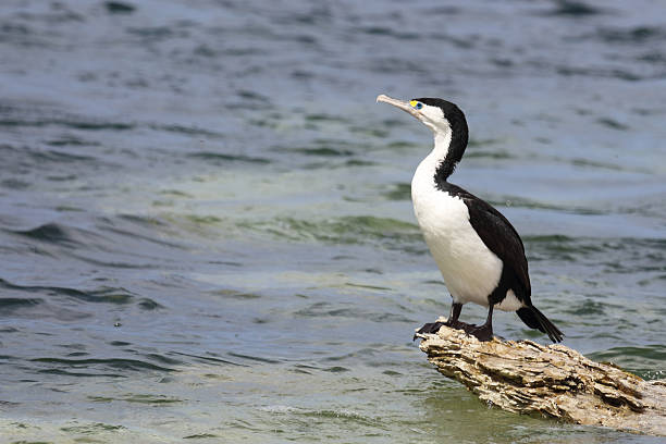 istock Elsterscharbe / Australian pied cormorant / Phalacrocorax varius 2209254290