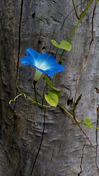 istock Striking image of a vibrant blue flower climbing a weathered tree trunk. Symbolizes resilience, beauty in unexpected places. Nature, growth, contrast concepts. 2209259747