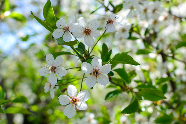Delicate white blossoms on a tree branch, symbolizing spring, new beginnings, and purity. Ideal for nature, wedding, or seasonal themed designs. Evokes beauty.