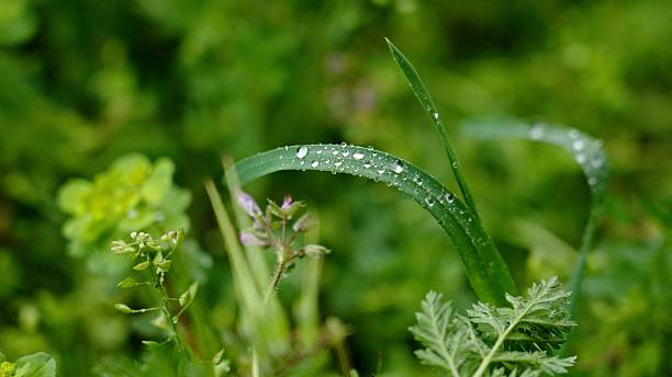 Rainy Season In Spring. Lush Green Field Serenity