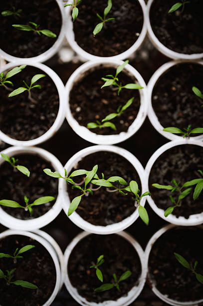 istock Tomato seedlings growing in containers. 2209260091