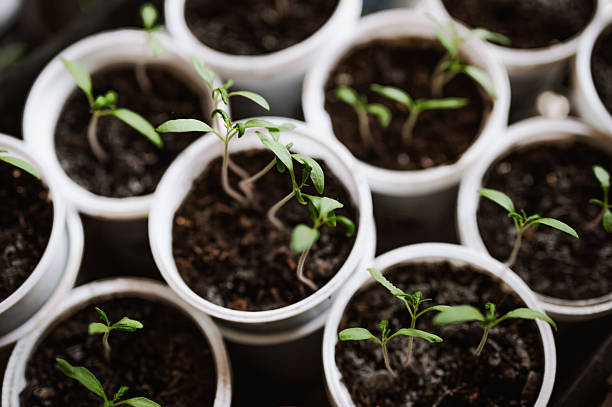istock Tomato seedlings growing in containers. 2209260092