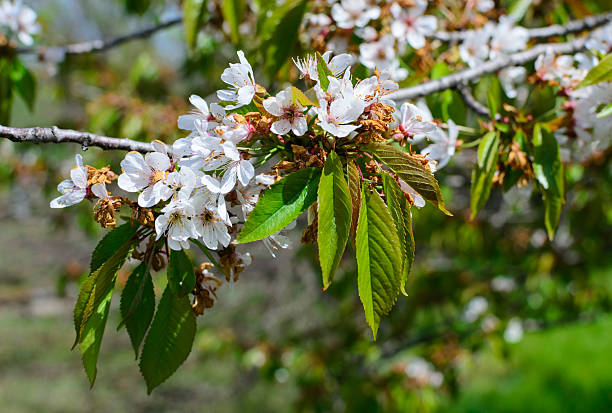Delicate white blossoms cluster on a branch, framed by vibrant green leaves. Evokes freshness, renewal,  the beauty of spring. Ideal for nature, wellness, or seasonal themes.