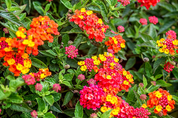 Blossoms of the lantana plant