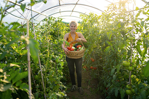 istock A woman is harvesting vegetables from a vegetable garden 2209267897