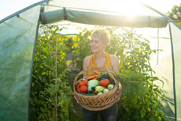 istock A woman is harvesting vegetables from a vegetable garden 2209267922