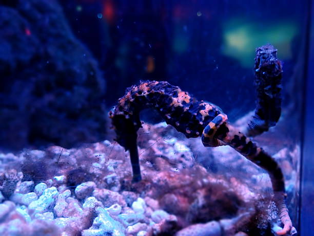 Two seahorses gracefully floating near the gravel-covered bottom of an aquarium. Their textured bodies are patterned with a mix of dark and orange hues, helping them blend subtly with the sandy and rocky surroundings. The larger seahorse appears to be gently anchored to a piece of substrate using its prehensile tail, a behavior typical for stability in currents. The soft, bluish-purple lighting gives the aquarium a tranquil, almost magical ambiance. The background is slightly blurred, bringing full focus to the delicate and intricate forms of these fascinating marine creatures, symbolizing both fragility and elegance of ocean life.