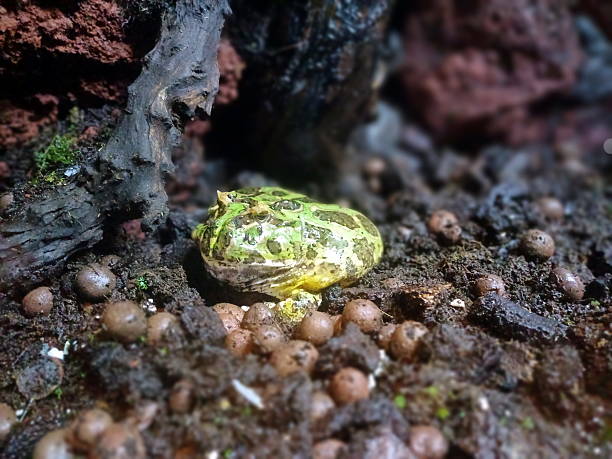 Camouflaged Horned Frog in Rainforest Terrarium