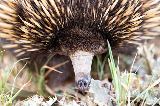 This image features an Australian short-beaked echidna (Tachyglossus aculeatus) navigating its way through a rural field. The setting includes patches of grass, dry soil, and scattered thistles.