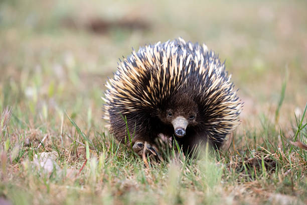 This image features an Australian short-beaked echidna (Tachyglossus aculeatus) navigating its way through a rural field. The setting includes patches of grass, dry soil, and scattered thistles.