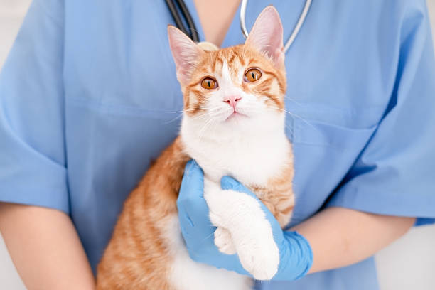 istock Veterinarian's hands in blue gloves holding cat 2209270610