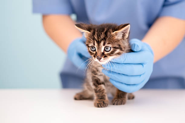 Veterinarian's hands in blue gloves holding kitten.