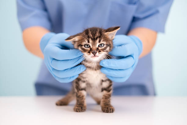 istock Veterinarian's hands in blue gloves holding kitten 2209270616