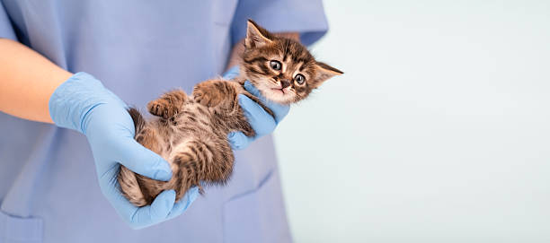 istock Veterinarian's hands in blue gloves holding kitten 2209270617