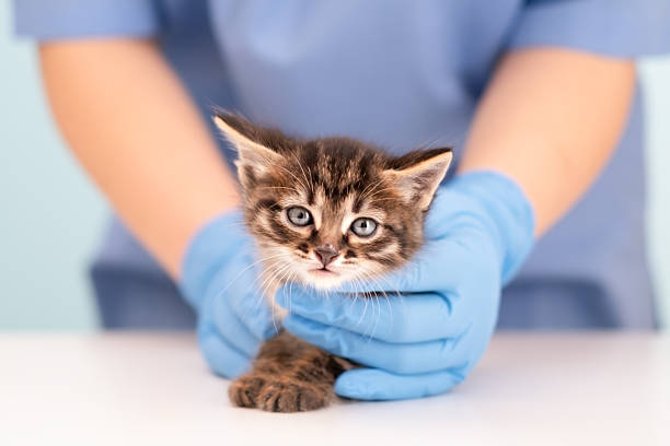 istock Veterinarian's hands in blue gloves holding kitten 2209270618