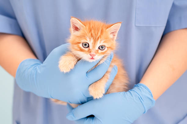 istock Veterinarian's hands in blue gloves holding a red kitten 2209270619