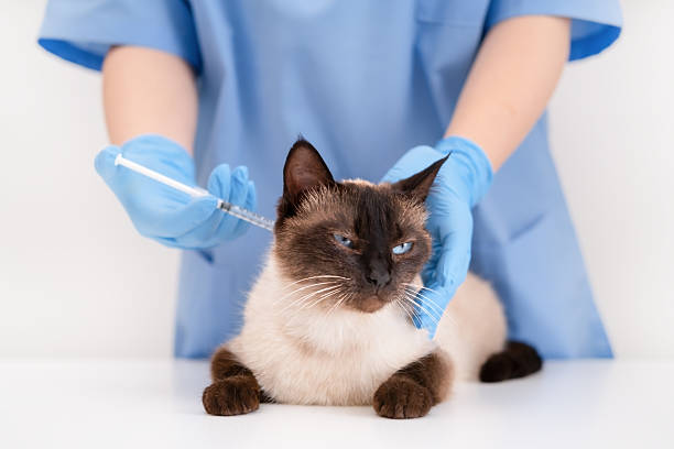 istock the vet gives an injection to a cat 2209270621