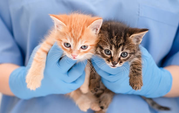 istock Veterinarian's hands in blue gloves holding cat 2209270628