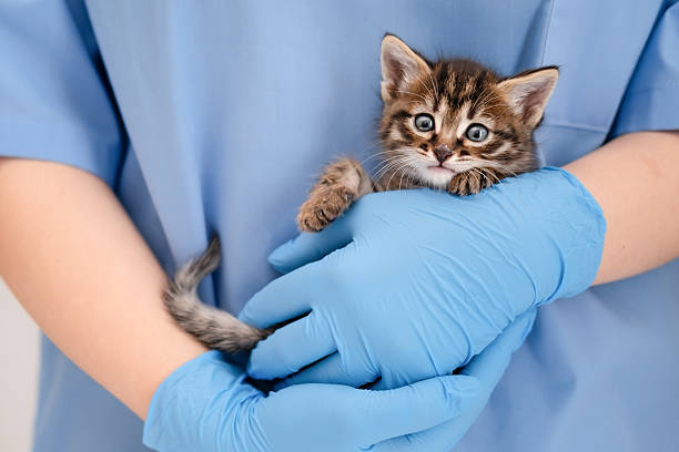 istock Veterinarian's hands in blue gloves holding cat 2209270632