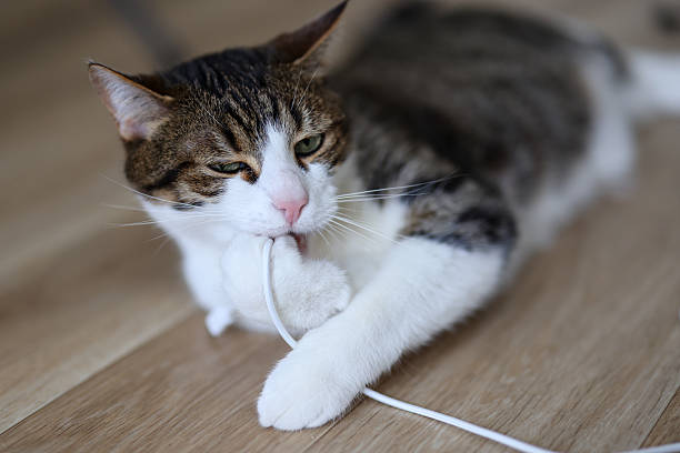 istock Curious cat interacting with a white cord, lying on laminate floor, typical feline mischief 2209270813