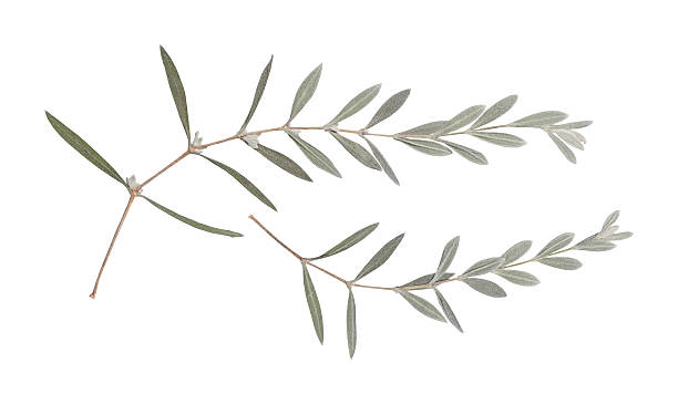 istock Delicate dry pressed wildflowers isolated on white background. 2209270854