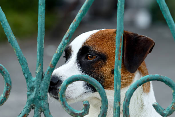 a Jack Russell Terrier peering through the bars of a cage, its expression reflecting sadness and longing. The dogs eyes convey a sense of yearning.