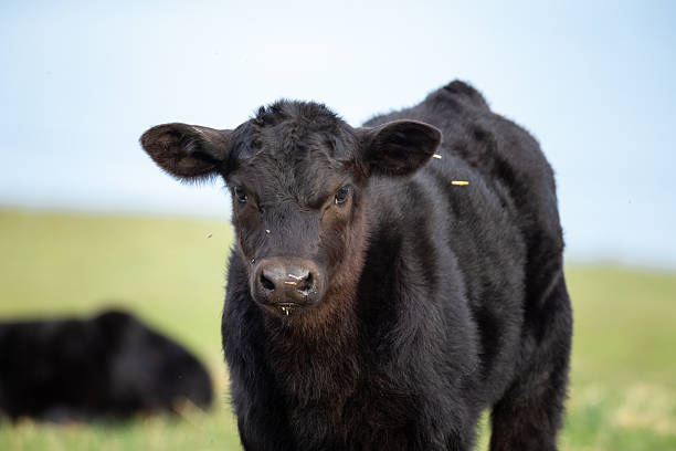 istock Black Angus cows grazing on lush green grass in a rural farm setting 2209272616