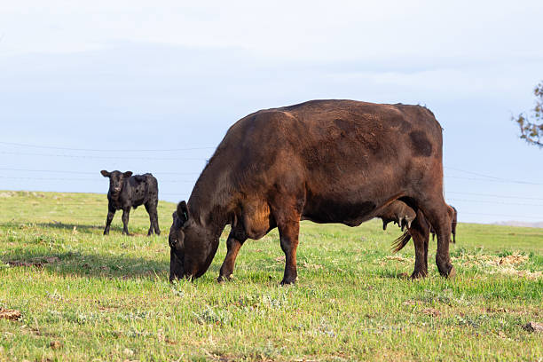 This image captures a group of Black Angus cows peacefully feeding on vibrant green pasture showcasing the robust, healthy appearance of this popular beef cattle breed