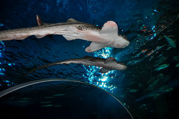 istock Marine aquarium in the oceanarium 2209273925