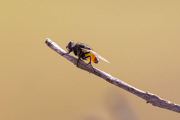 istock A common house fly (Musca domestica) resting on a stick with a blurred background 2209274186