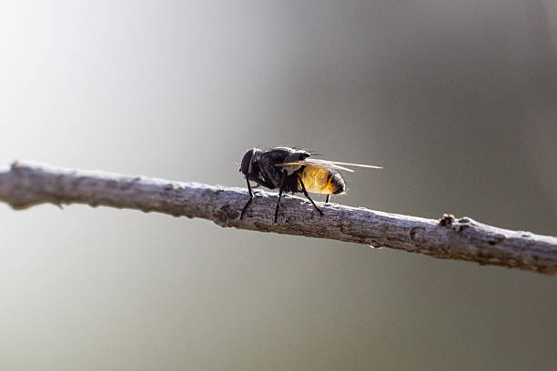 A common house fly (Musca domestica) resting on a stick with a blurred background