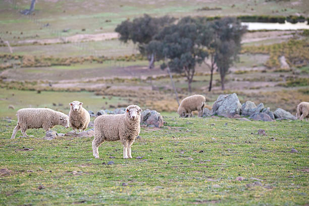 Sheep eating grass in a pasture in late summer. France.