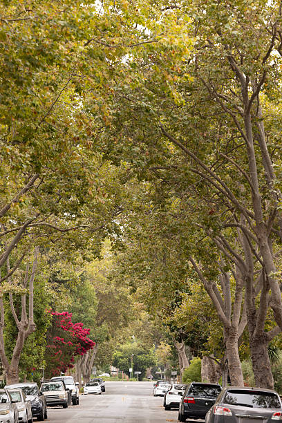 istock Downtown Mountain View Neighborhood and Trees 2209274696