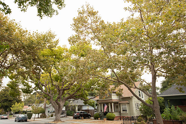 Foggy morning light shines on trees in a neighborhood adjacent to downtown Mountain View, California, USA.