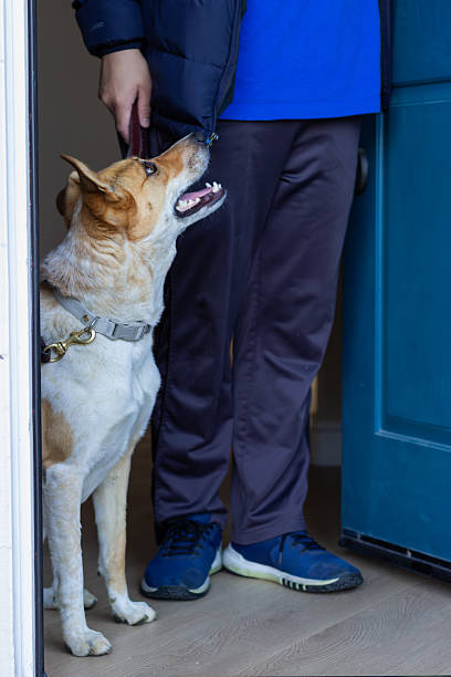 istock Dog on leash looks up at owner while standing in doorway 2209275061